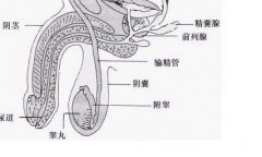 尿道口溃疡会是淋病吗