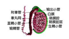 南京建国解析精囊炎症