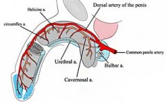 勃起不正常是怎么回事