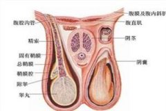 睾丸一个高一个低正常吗