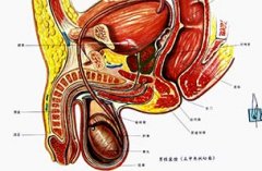 男性精索炎有什么症状