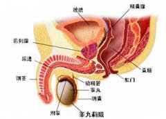 精索炎对身体有什么危害