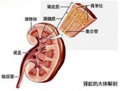 肾虚的症状有哪些