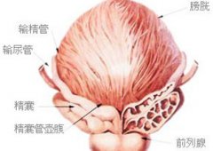 建国男科带您了解前列腺充血