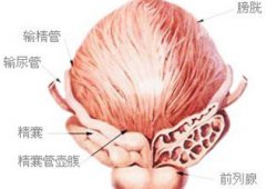 前列腺的位置、大小及其生理功能